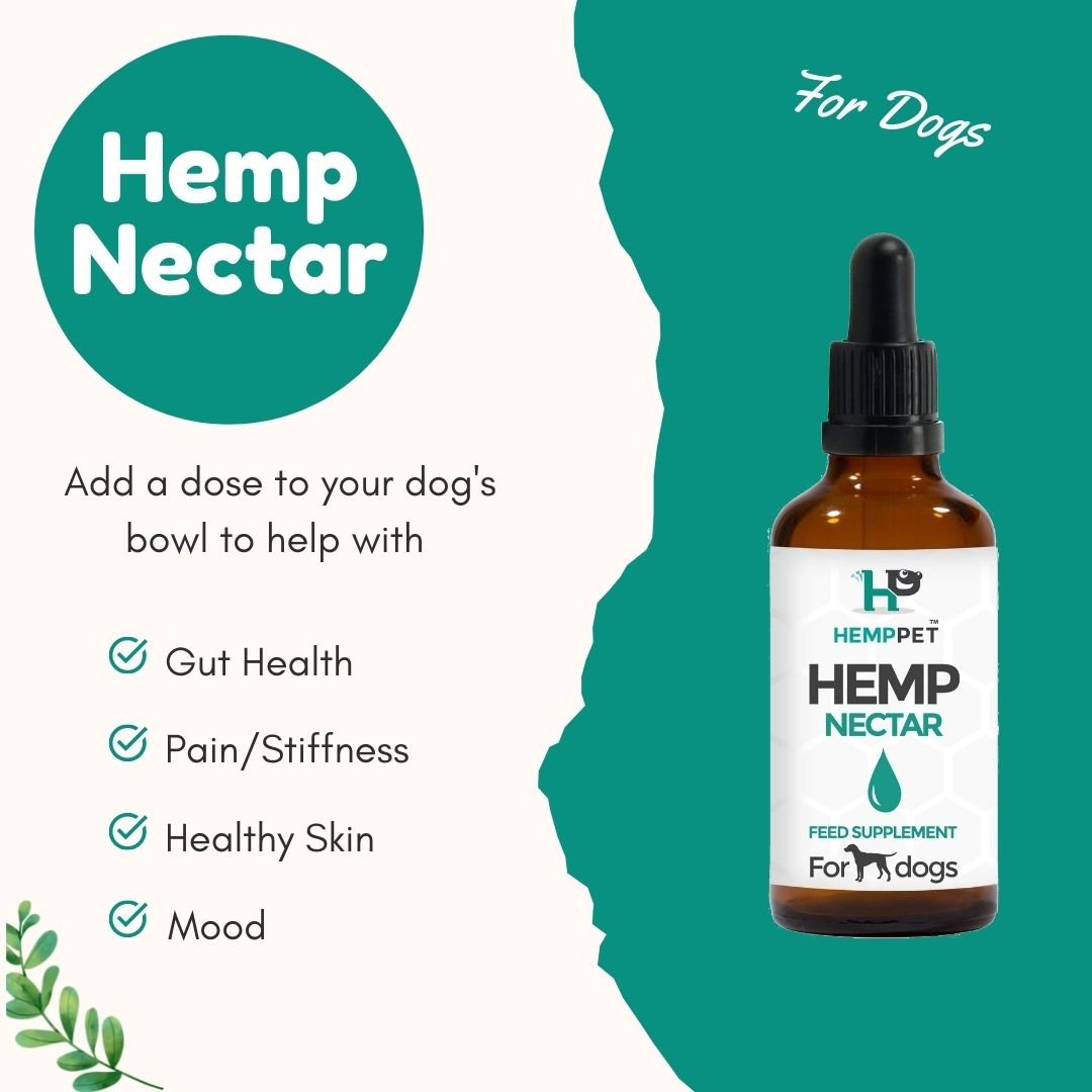 Hemp Oil for Dogs - What Is Hemp Nectar for Dogs? - HempPet.com.au