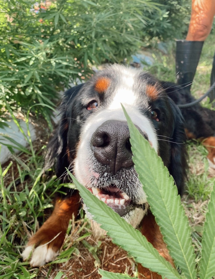 HEMPPET for Senior Dogs - HempPet.com.au