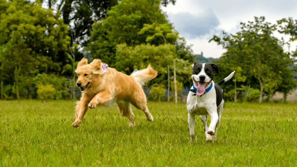 Joint Pain Supplements for Dogs - HempPet.com.au