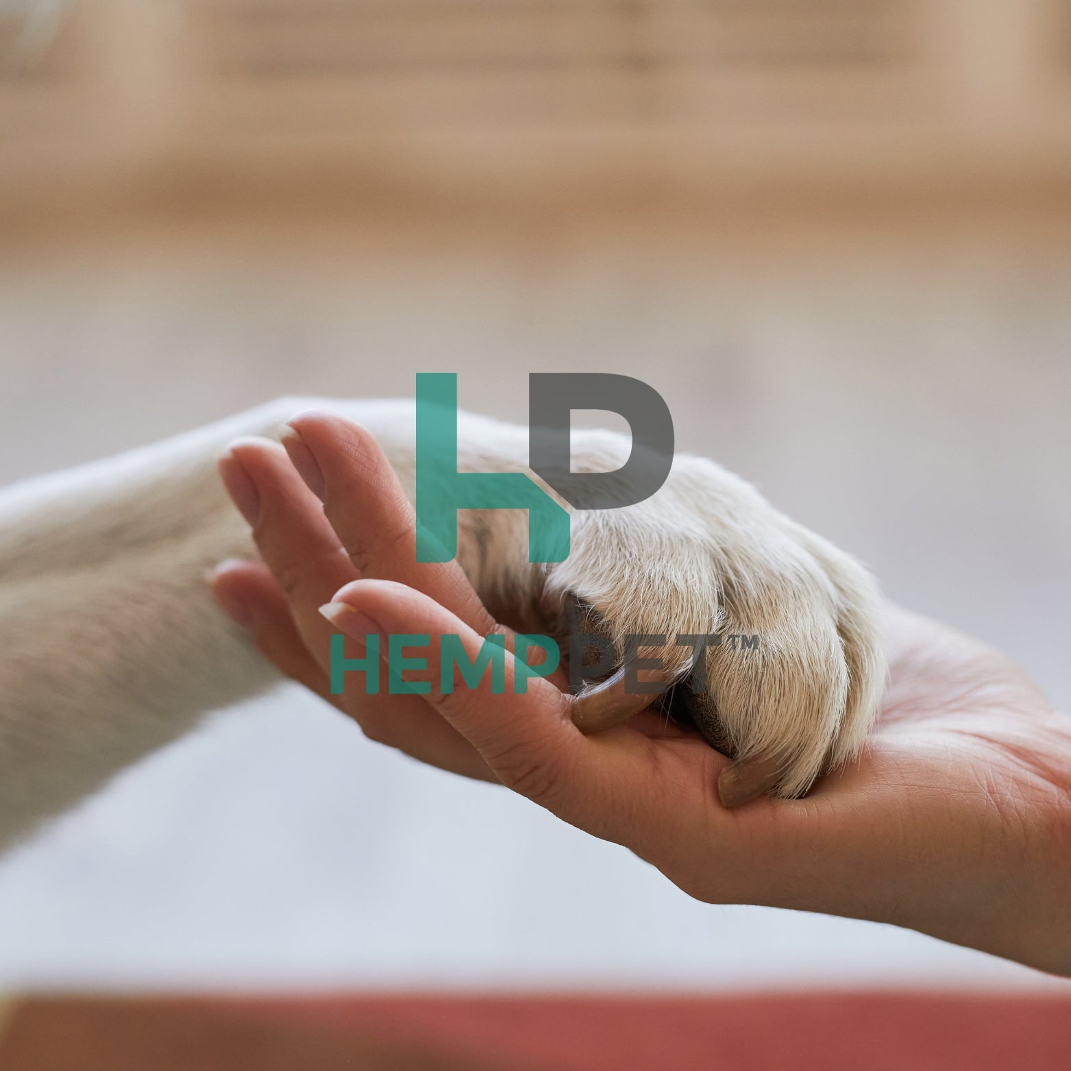 Cat_Dog_Horse_Icon_Images_3.jpg