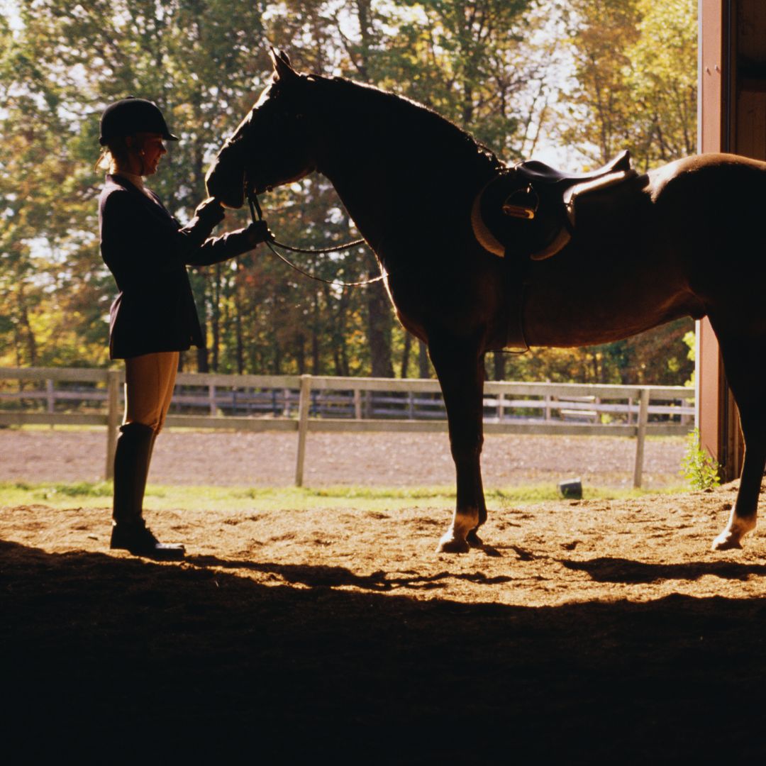 HORSE.jpg