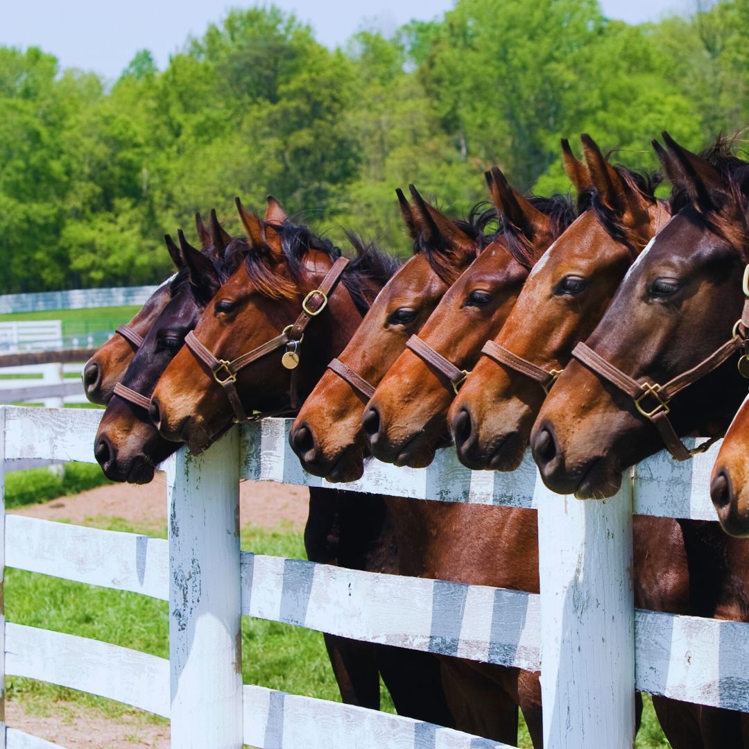 HORSES.jpg