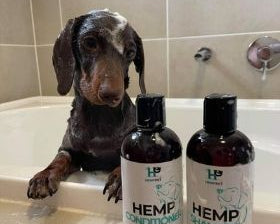 Can You Use Human Shampoo and Conditioner on Dogs? - HempPet.com.au