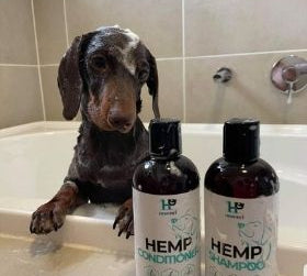 Can You Use Human Shampoo and Conditioner on Dogs? - HempPet.com.au