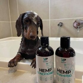 Can You Use Human Shampoo and Conditioner on Dogs? - HempPet.com.au
