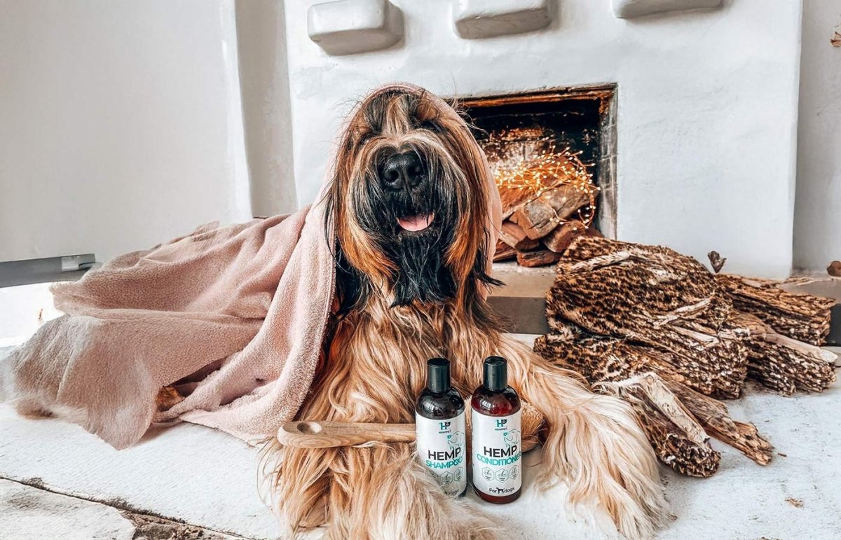 Can You Use Human Shampoo on Dogs? - HempPet.com.au