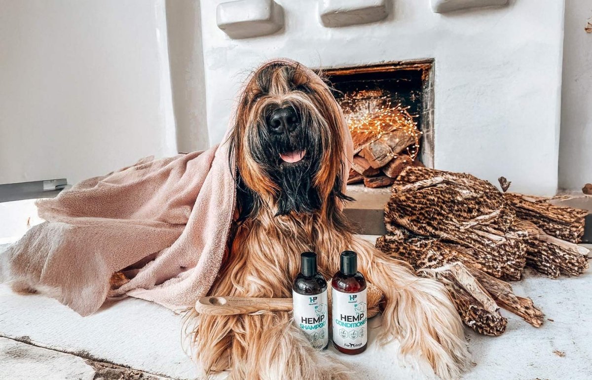 A dog being gently bathed at home with dog-appropriate shampoo.