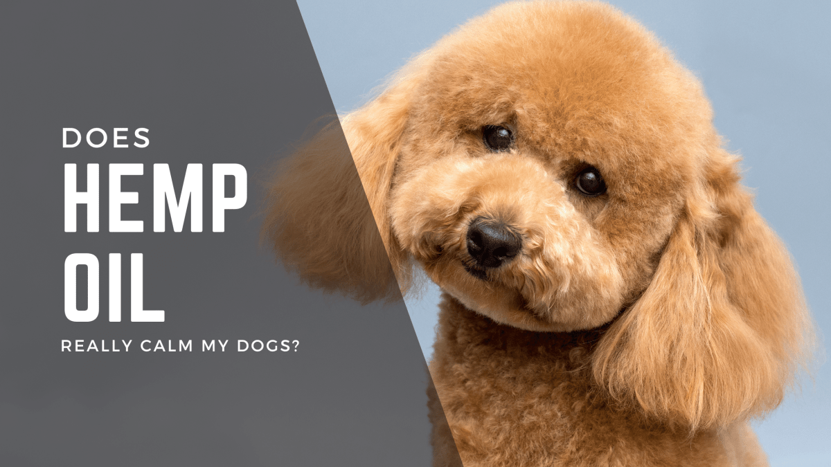 Does Hemp Oil Really Calm My Dog? - HempPet.com.au