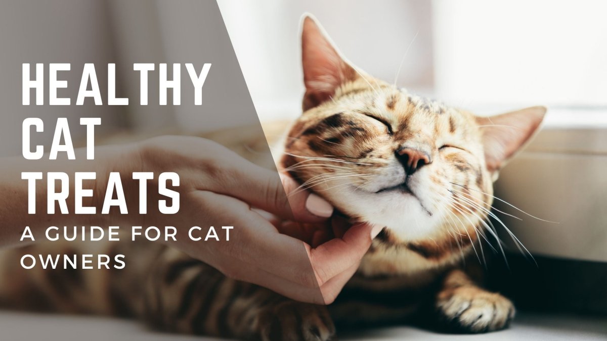 Healthy Cat Treats: A Guide For Cat Owners - HempPet.com.au