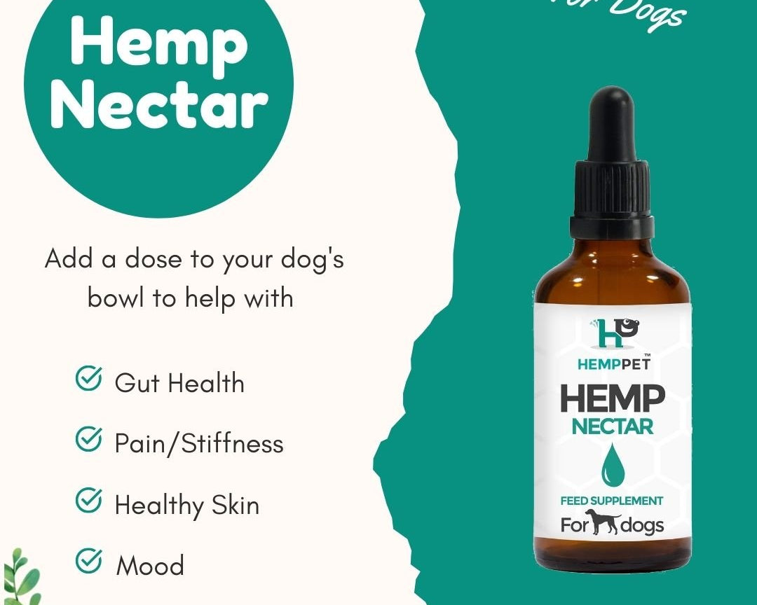 Hemp Oil for Dogs - What Is Hemp Nectar for Dogs? - HempPet.com.au