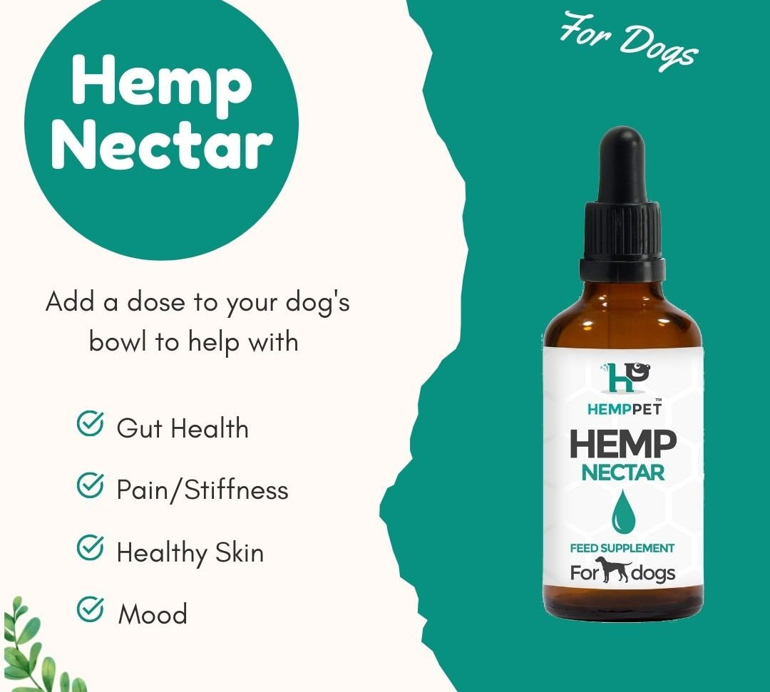 Hemp Oil for Dogs - What Is Hemp Nectar for Dogs? - HempPet.com.au