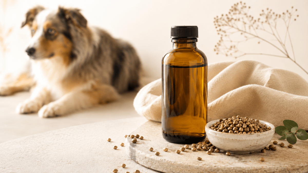 Hemp Seed Oil vs CBD Oil for Dogs in Australia: What Pet Owners Should Know - HempPet.com.au