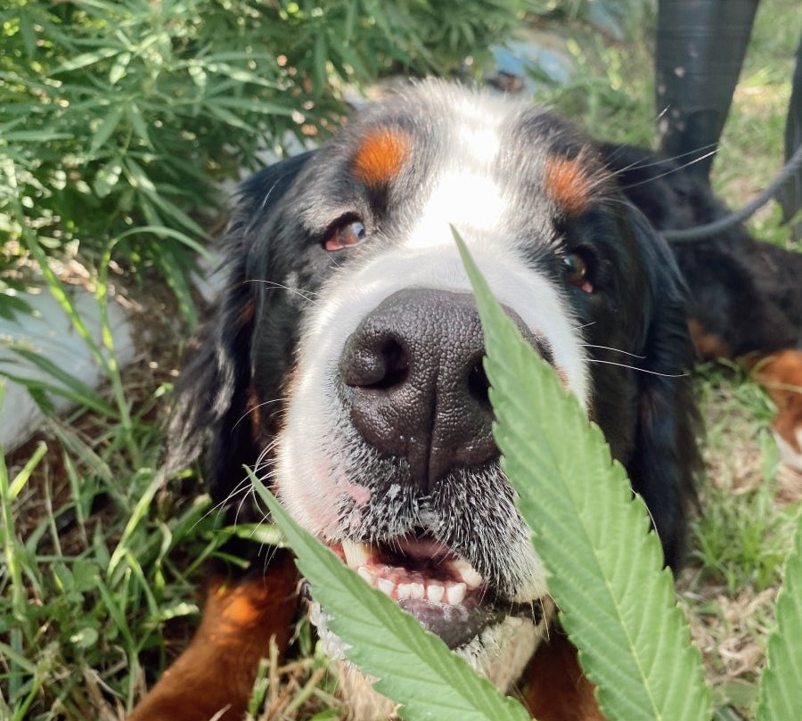 HEMPPET for Senior Dogs - HempPet.com.au