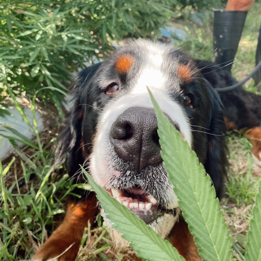 HEMPPET for Senior Dogs - HempPet.com.au