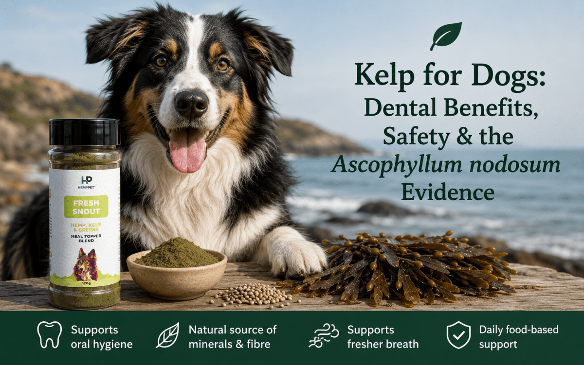 Dog beside Ascophyllum nodosum kelp on the shore.