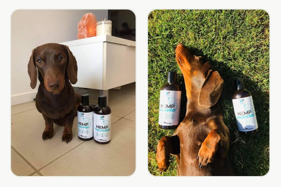 Dachshund beside HempPet hemp shampoo and conditioner bottles indoors and on the grass