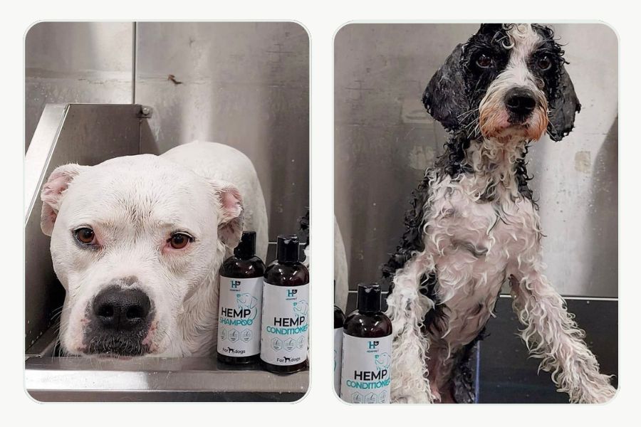 Freshly bathed dogs in a grooming salon beside HempPet hemp shampoo and conditioner