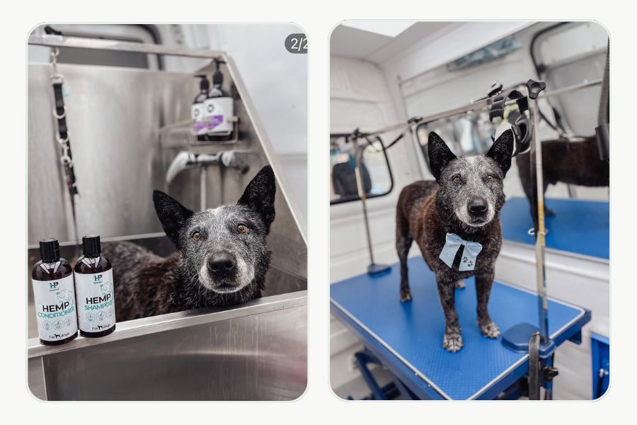 Dog in a grooming salon with HempPet Dog Shampoo and Conditioner