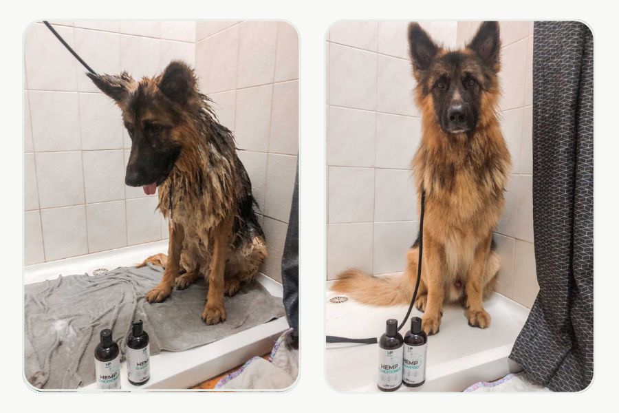 Dog before bath time and after grooming with a clean, soft, fresh coat
