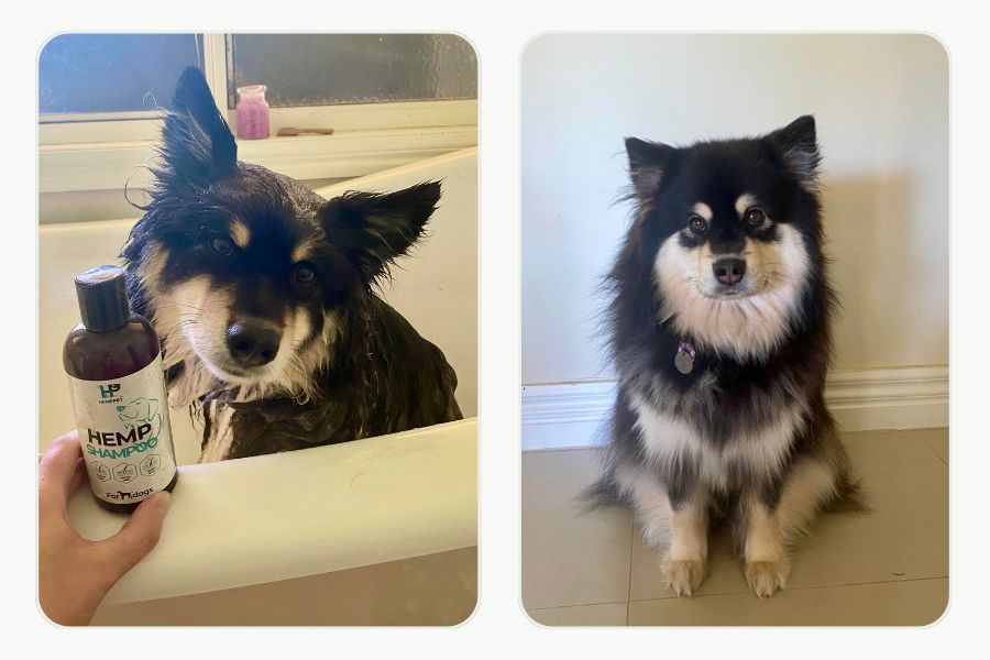 Dog with a soft, shiny coat after the full HempPet shampoo and conditioner routine