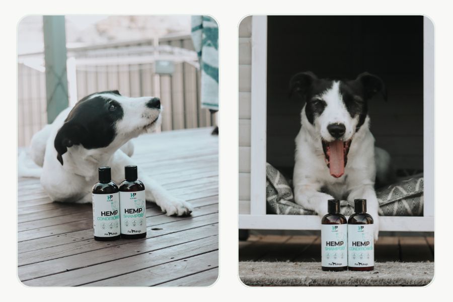 Dapple dachshund sitting beside HempPet hemp shampoo and conditioner bottles
