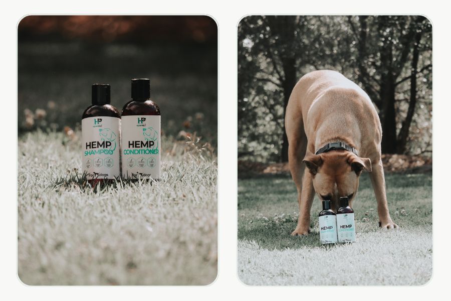 Black and white dog relaxing beside HempPet hemp shampoo and conditioner bottles