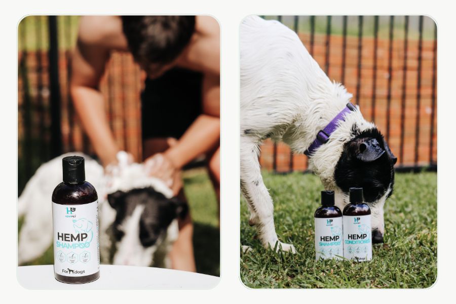 Dog being washed with HempPet hemp dog shampoo as part of a grooming routine