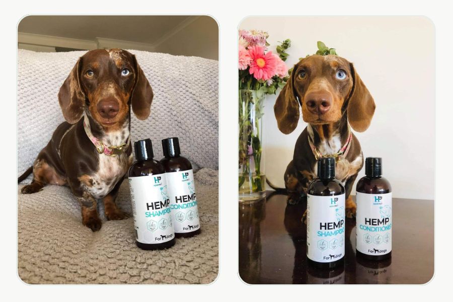 HempPet shampoo and conditioner used together in a normal grooming routine
