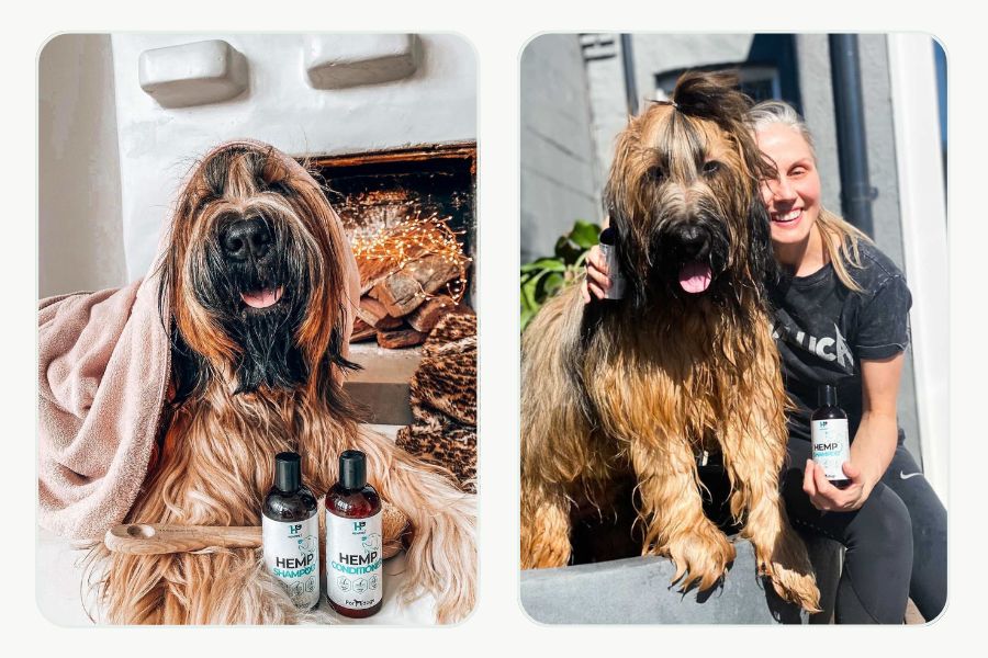 Groomer finishing a dog's soft, clean coat