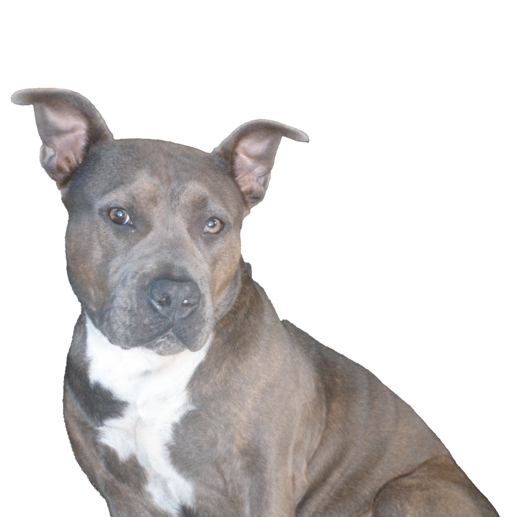 Bella, the much-loved family dog who inspired HempPet