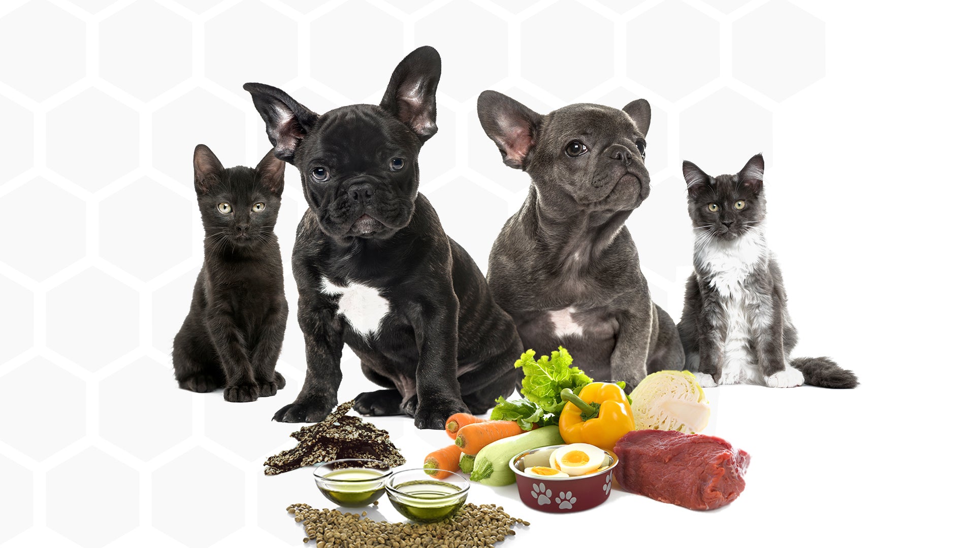Healthy food and healthy pets