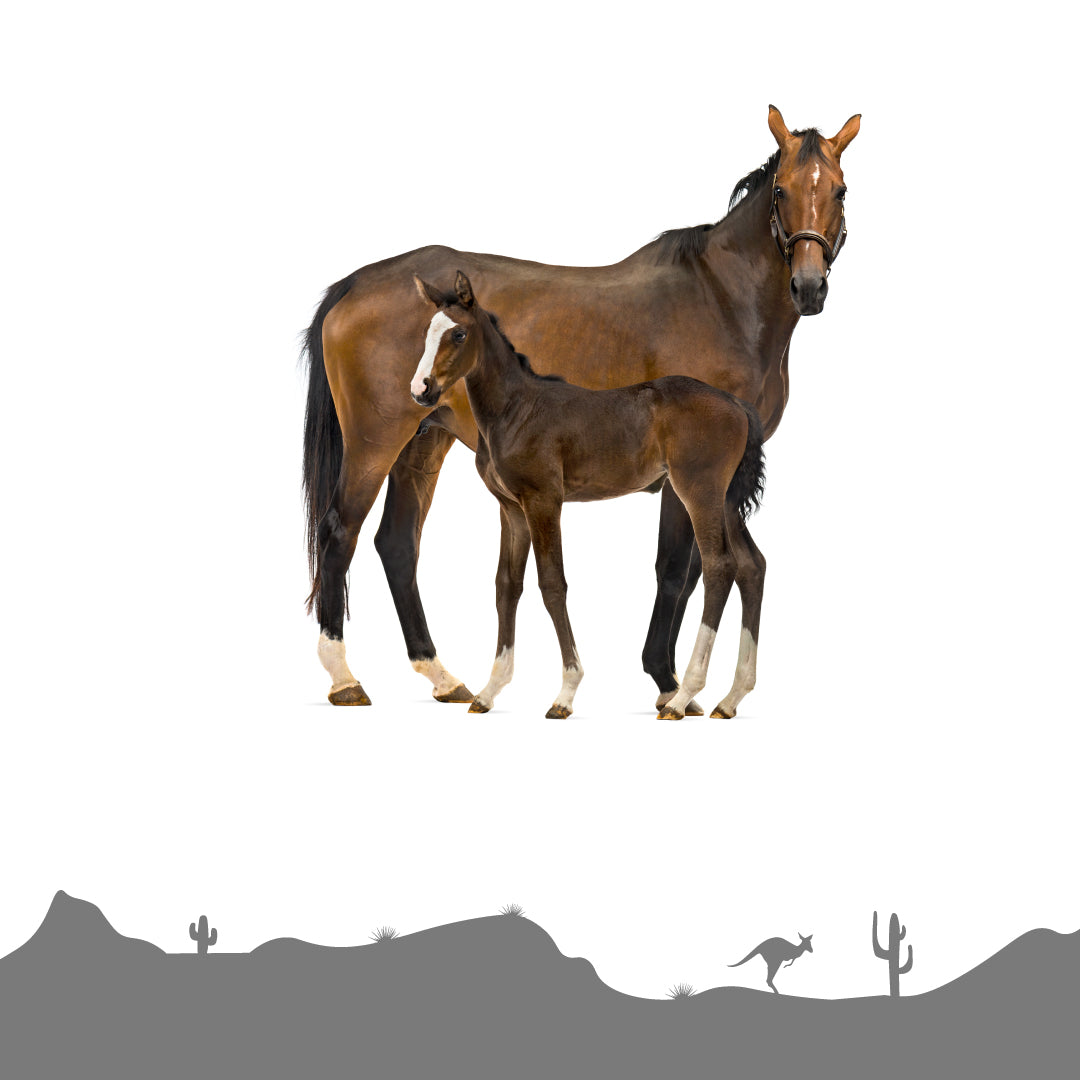 HP-COLLECTION-HORSES2.jpg