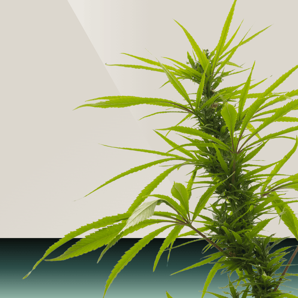 Hemp Nectar