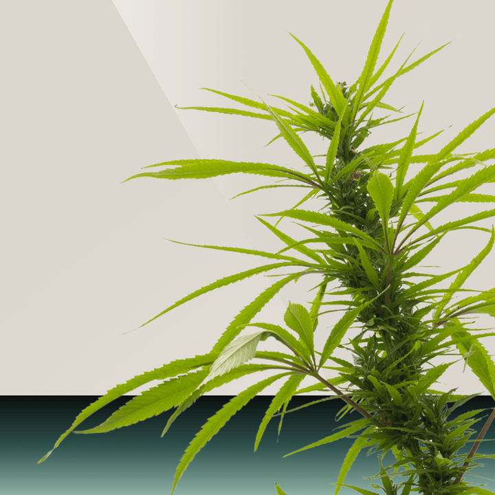 Hemp blend