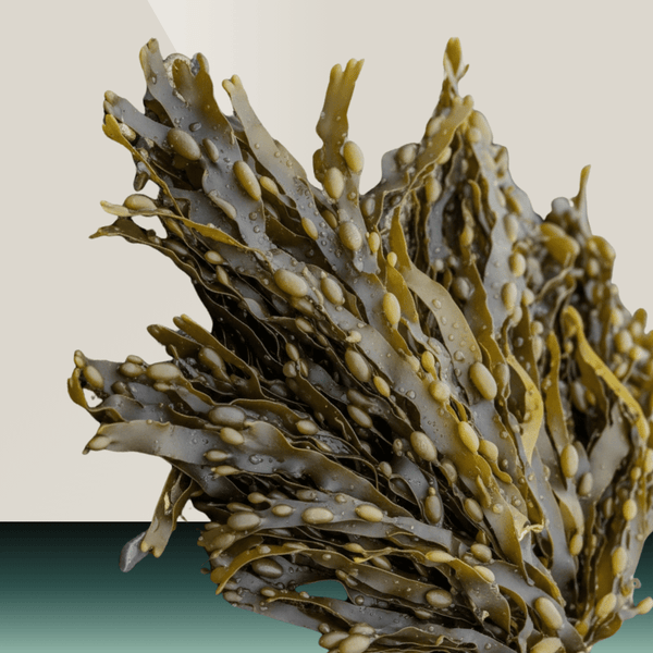 Kelp (Ascophyllum nodosum)