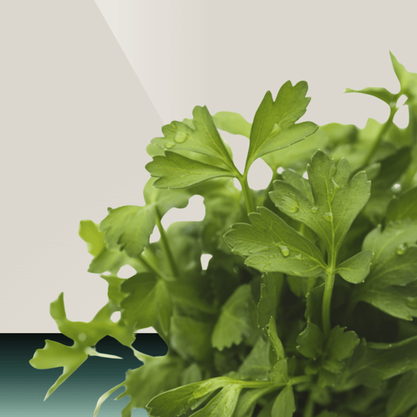 Parsley