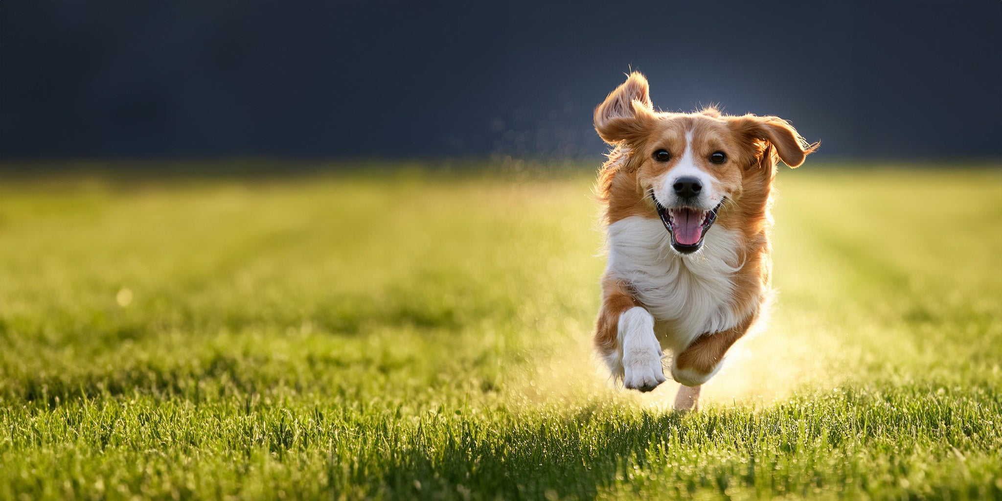 PM_Banner-running-dog.jpg