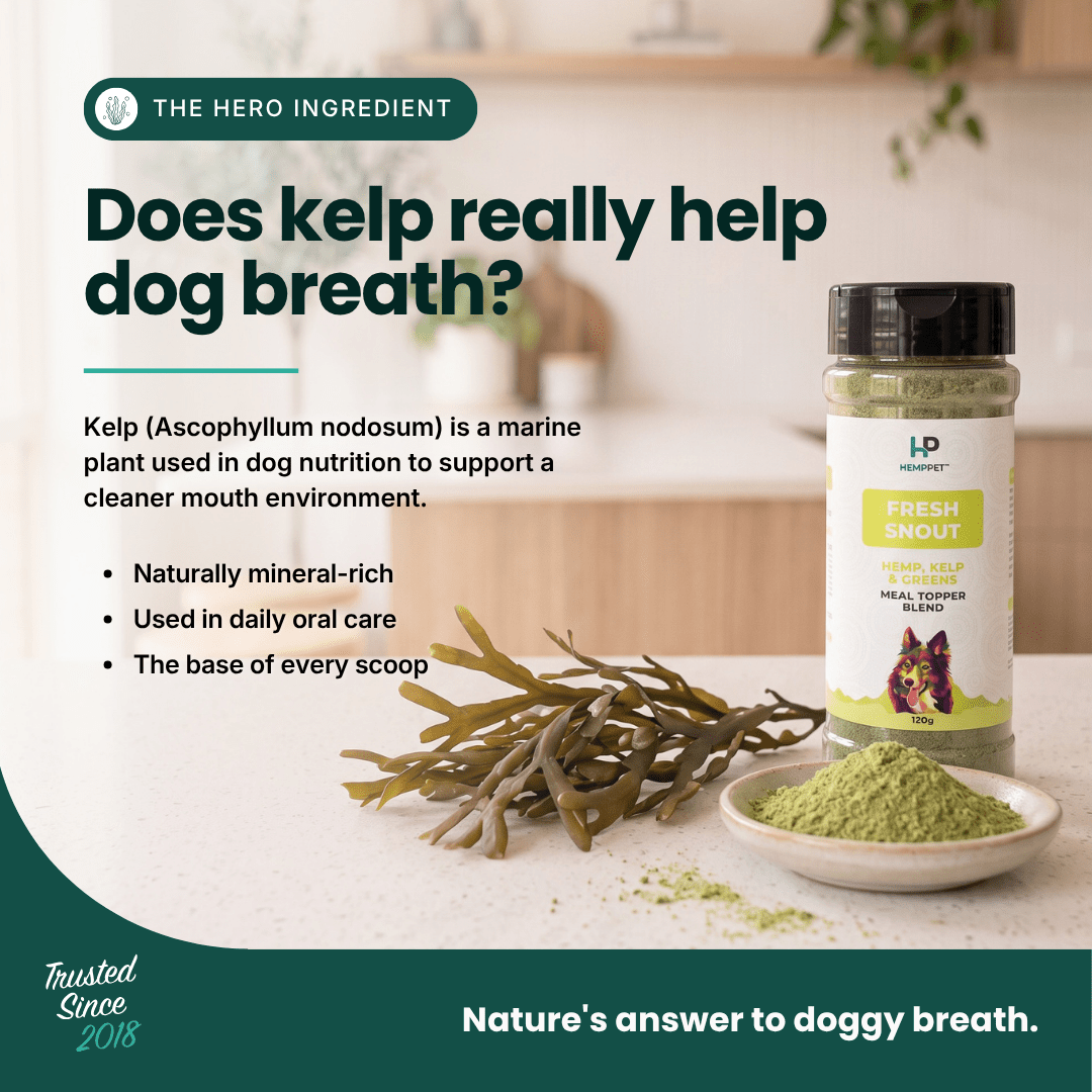 Fresh Snout Dog Breath Freshener & Dental Meal Topper Kelp + Greens, 120g - HempPet.com.au