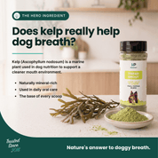 Fresh Snout Dog Breath Freshener & Dental Meal Topper Kelp + Greens, 120g - HempPet.com.au