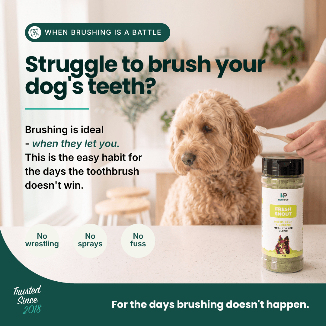 Fresh Snout Dog Breath Freshener & Dental Meal Topper Kelp + Greens, 120g - HempPet.com.au