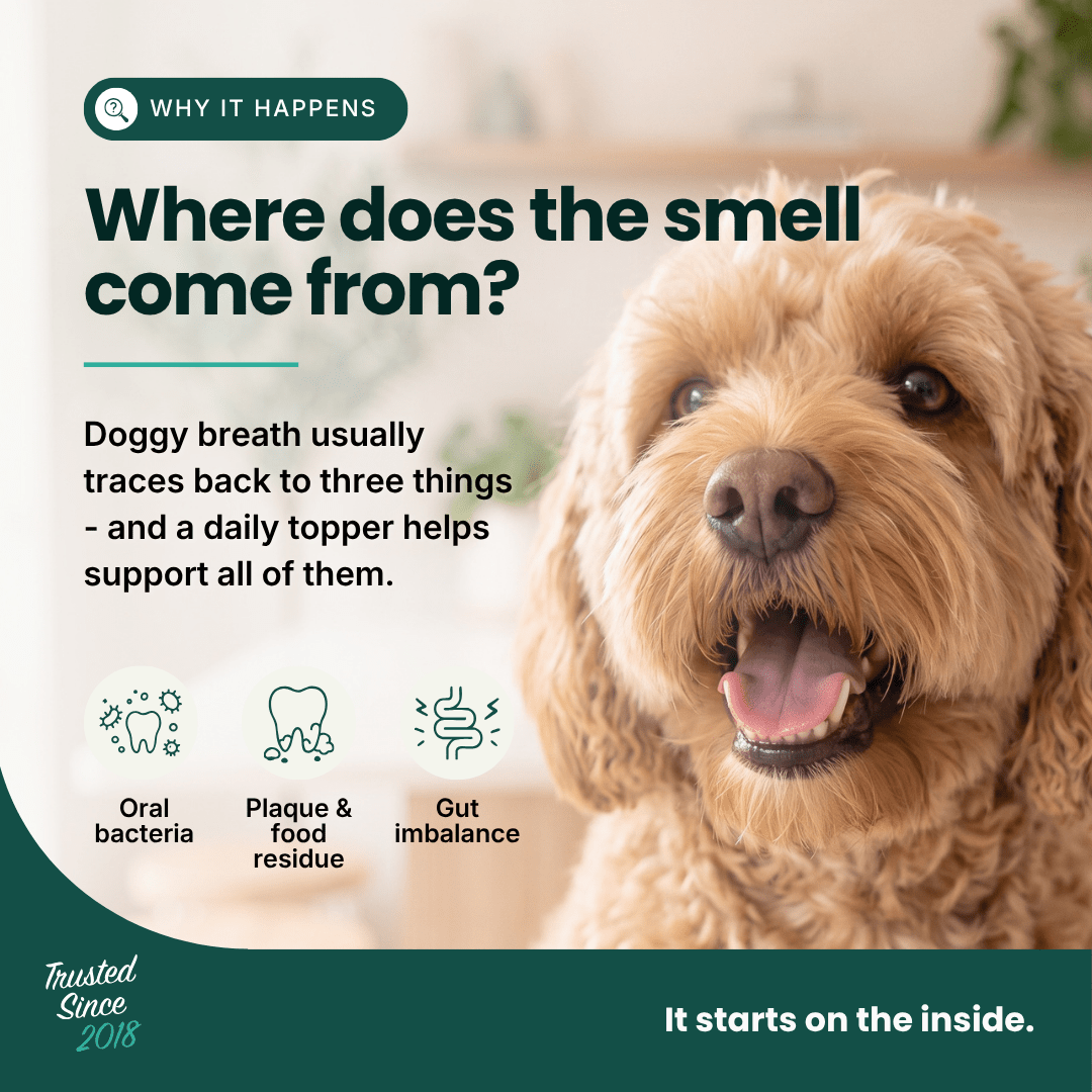 Fresh Snout Dog Breath Freshener & Dental Meal Topper Kelp + Greens, 120g - HempPet.com.au