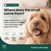Fresh Snout Dog Breath Freshener & Dental Meal Topper Kelp + Greens, 120g - HempPet.com.au
