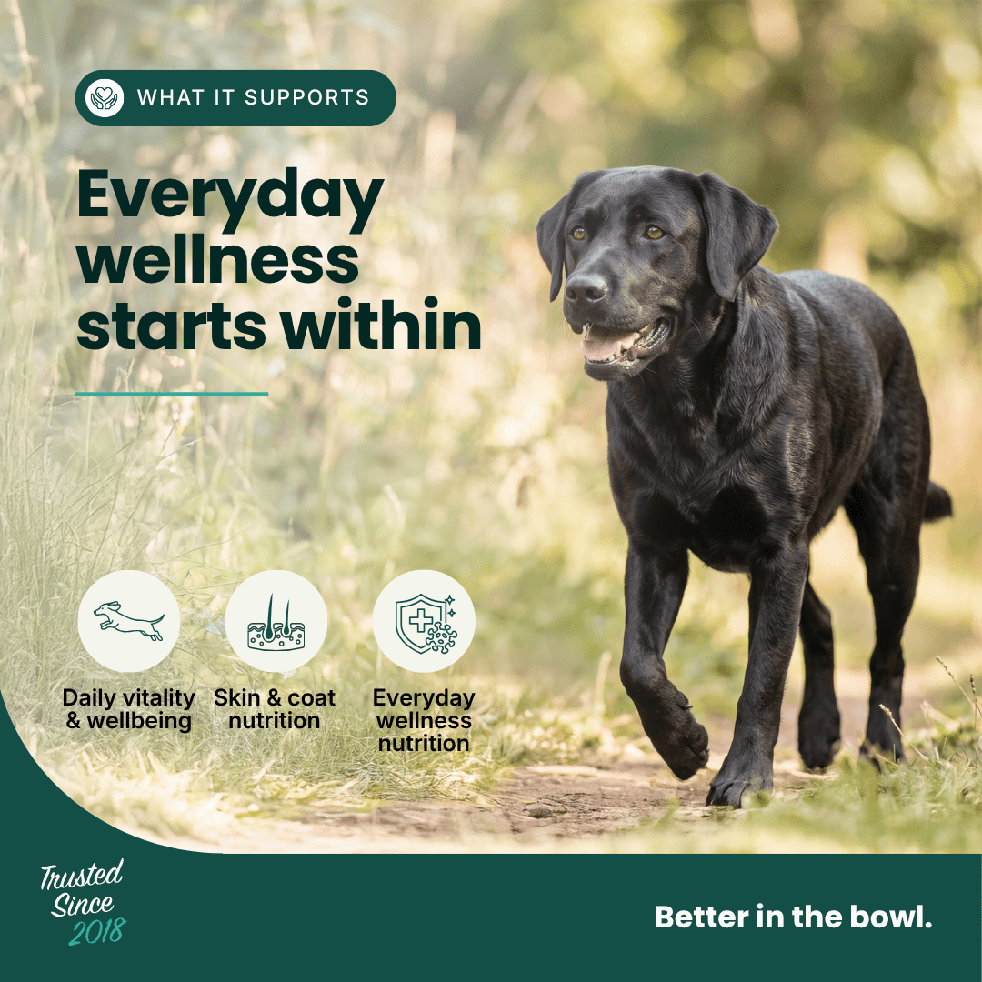 Immune Support | Hemp Seed Nectar for Dogs | Buy 5 get 1 Free - HempPet.com.au