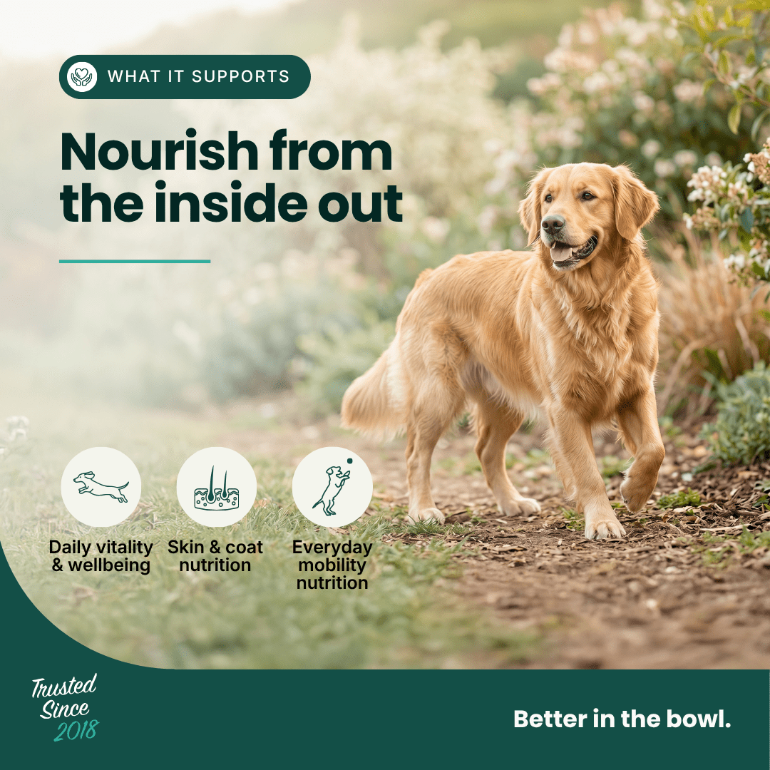 Mobility Supplement | Hemp Seed Oil Blend With Hoki Fish & MCT Oil for Dogs | Buy 5 get 1 Free - HempPet.com.au