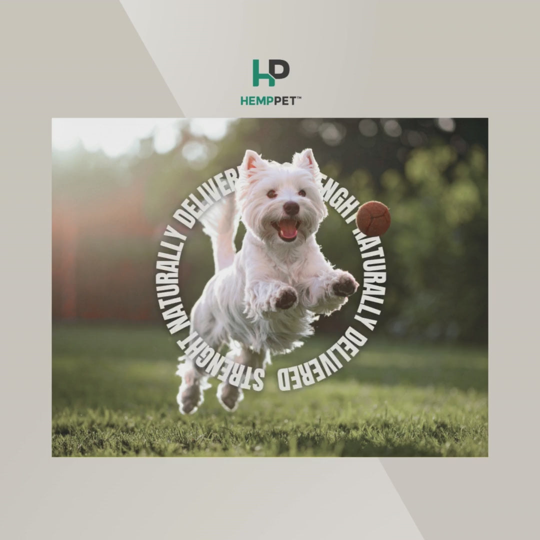 Happy dog video jumping 