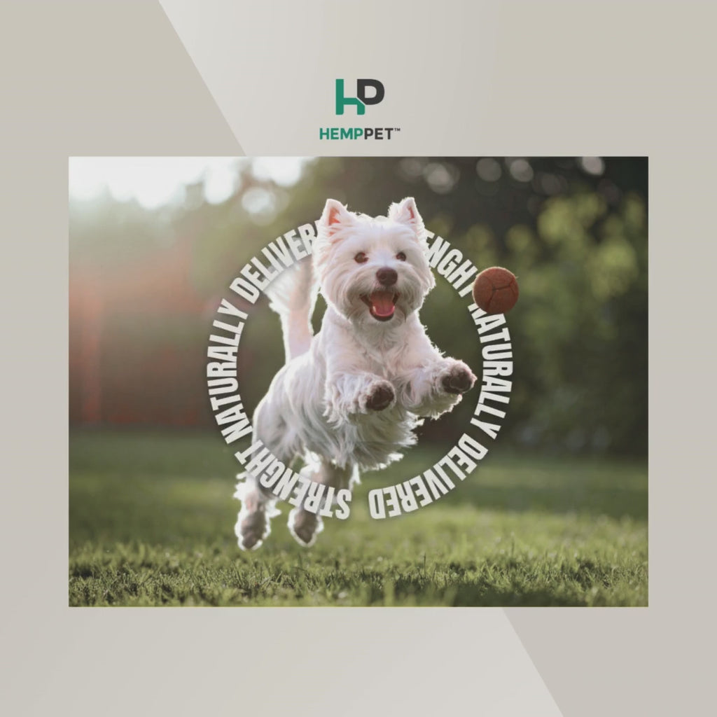 Happy dog video jumping 