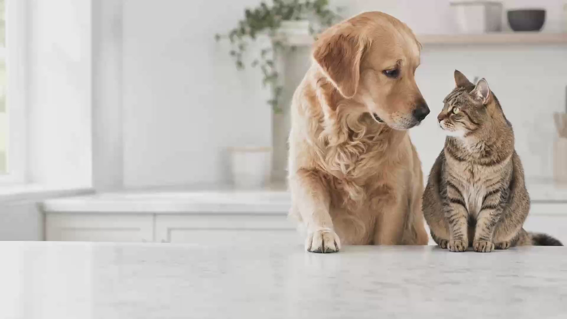 HempPet pet wellness hero video