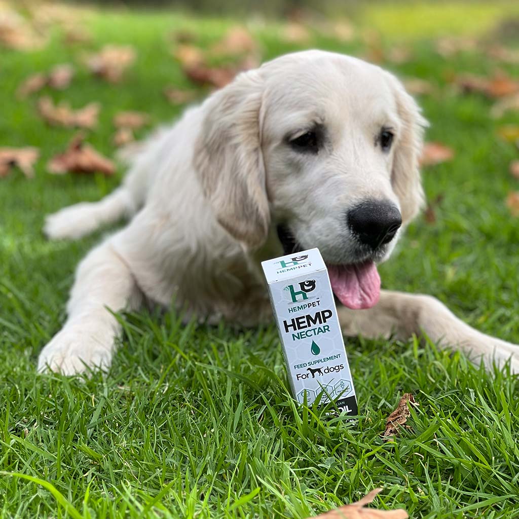 Immune Support | Hemp Seed Nectar for Dogs | Buy 3 and Save - HempPet.com.au